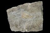 Fossil Crinoid (Aorocrinus) - Gilmore City, Iowa #157216-1